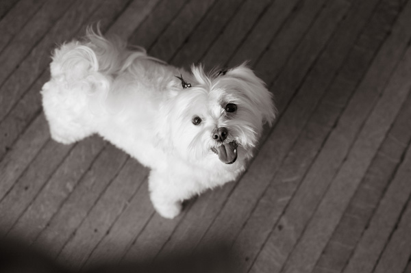 © Alice G Patterson Photography | Syracuse-dog-photography, Maltese, #DogDentalHealth