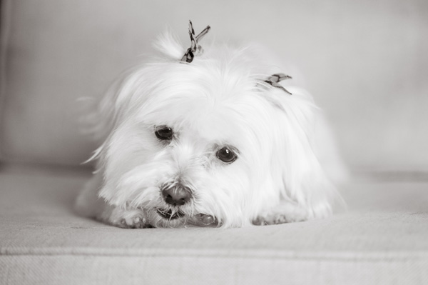 © Alice G Patterson Photography | Daily Dog Tag- Pet Smart Milkbone Chews, #DogDentalHealth
