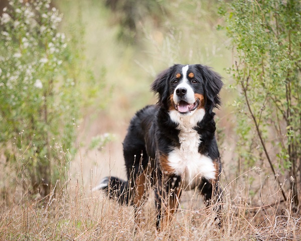 © Sierra Luna Photography | Bernese Mountain Dog photos