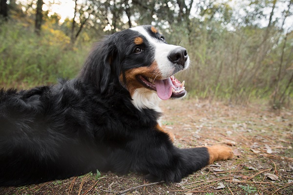 © Sierra Luna Photography | Tongue-out, Tired-dog, Berner