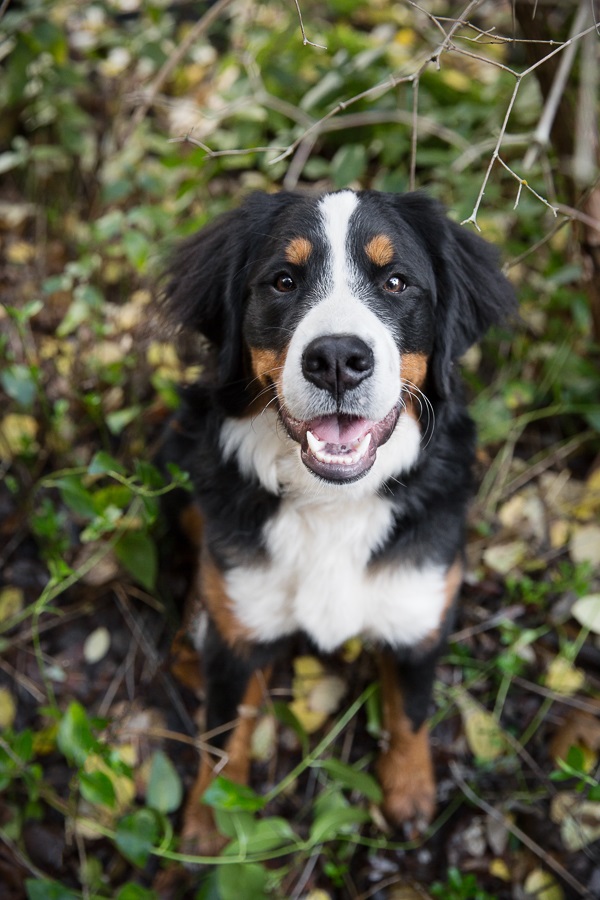 © Sierra Luna Photography | California-lifestyle-dog-photography, Bernese-Mountain-dog-pictures