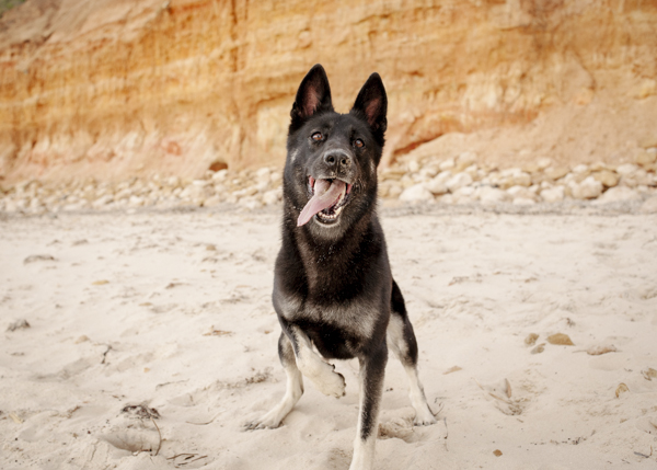 © Bitsa Bernard Photography | German Shepherd mix on beach, tongue out