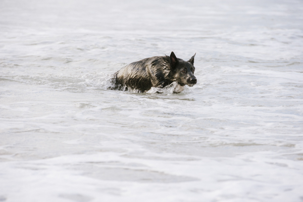 © Bitsa Bernard Photography | Adelaide dog photography, Black shepherd coming out of ocean