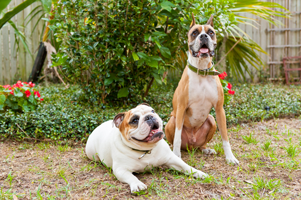 © Hot Dog! Pet Photography, dog-bffs, Boxer,English-Bulldog, dynamic duo, Dog-photography