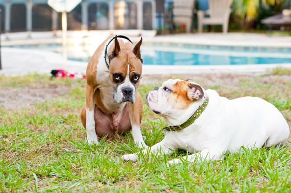 © Hot Dog! Pet Photography | World's-best-hangdog-expression, Boxer-English-Bulldog-best-buddies, pet photography