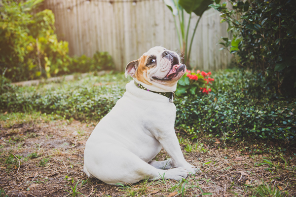 © Hot Dog! Pet Photography | Handsome White English-Bulldog, on-location, Florida-dog-photography