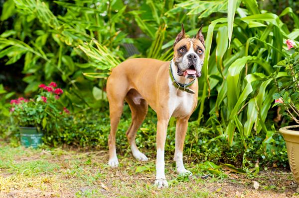 © Hot Dog! Pet Photography | Florida-on-location-dog-photographers, handsome-brown-Boxer, 