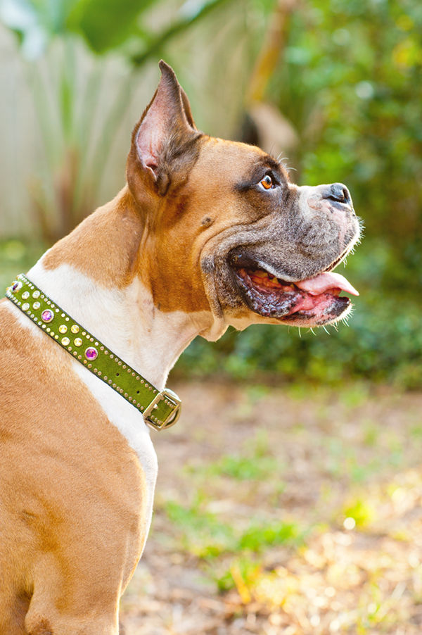 © Hot Dog! Pet Photography | Handsome-dog, happy Boxer, lifestyle-dog-portraits
