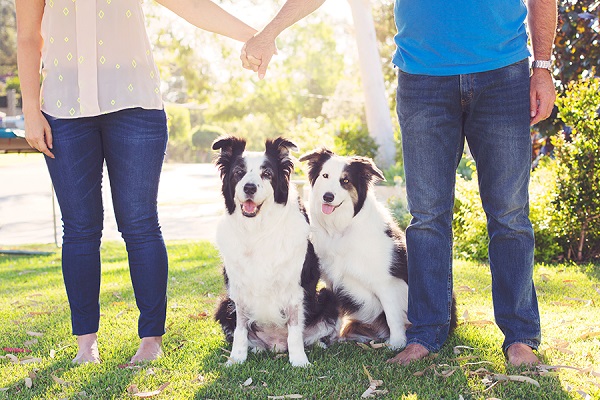 © 100 Loyal Faces Photography | family photos with Border Collie 