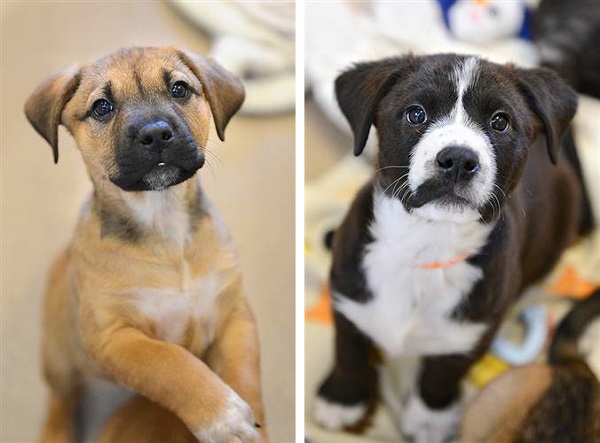 ©  Best Friends Animal Society | Adoptable puppies-Best Friends Society