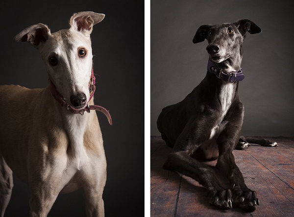© Angel Sallade Photography | greyhounds-in-the-studio, Illinois pet-photographer, photogenic greyhound