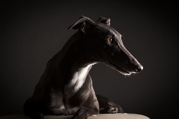 © Angel Sallade Photography | gorgeous-greyhound-studio-dog-photography, dramatic-lighting-pet-photography