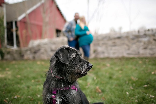 © April Ziegler Photography |  autumn-maternity-session-with dog, Lab-Terrier-mixed-breed, black-gray-scruffy-dog