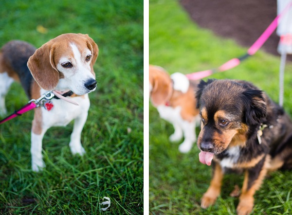 ©  Brooke Tyson Photography | dog-photography, Beagle, Rottie-Aussie mix at park