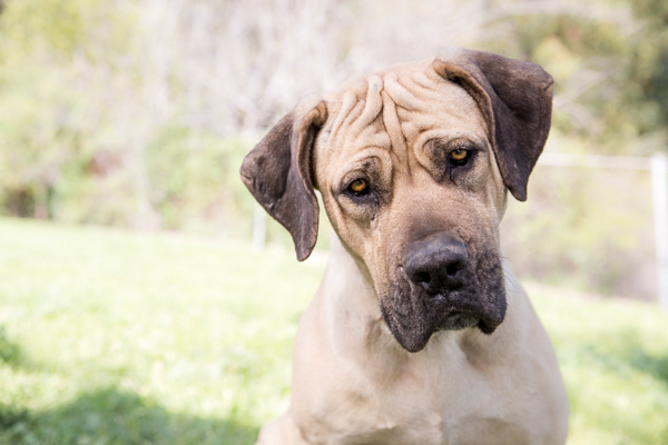 © RDP PhoDOGraphy | adoptable Mastiff  Boerboel mix, Great Pyrenees Association of Southern California Rescue