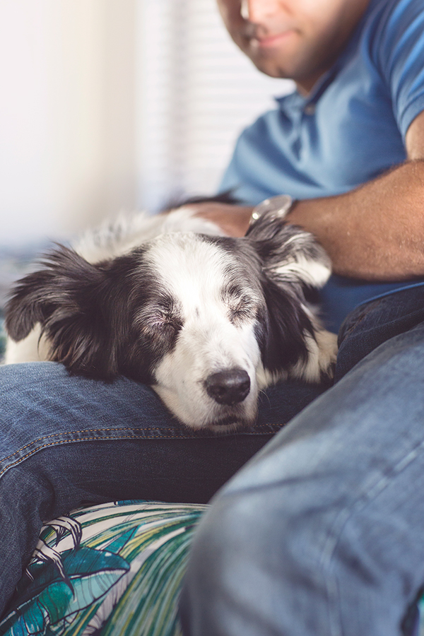 © 100 Loyal Faces Photography | Man's-best-friend, Border-Collie-resting-head-in-lap