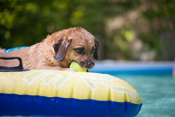© Daily Dog Tag | Puggle-playing-in-pool, adopted-dog, #longlivepets