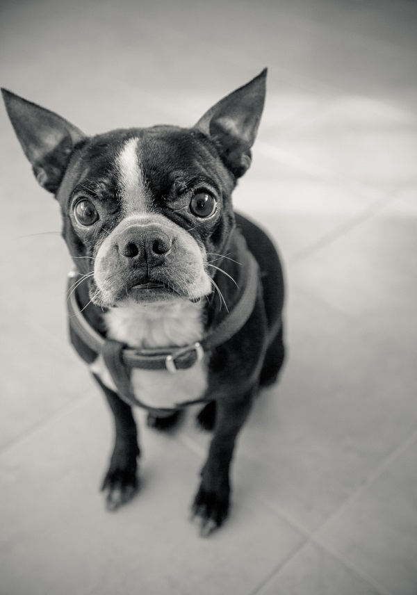 © Hannele Lahti, dog photographer | adorable Boston Terrier, on location pet photography