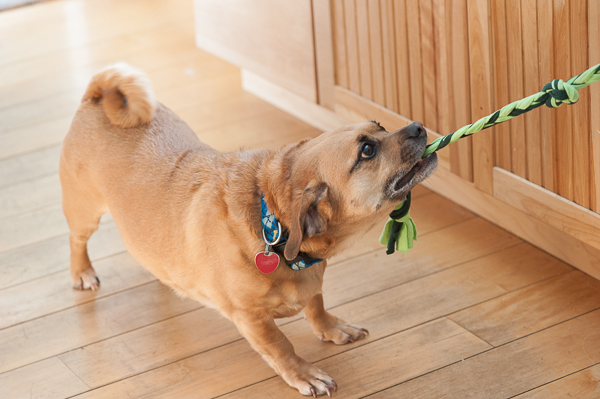 © Daily Dog Tag | Puggle-playing-tug-with-diy-toy