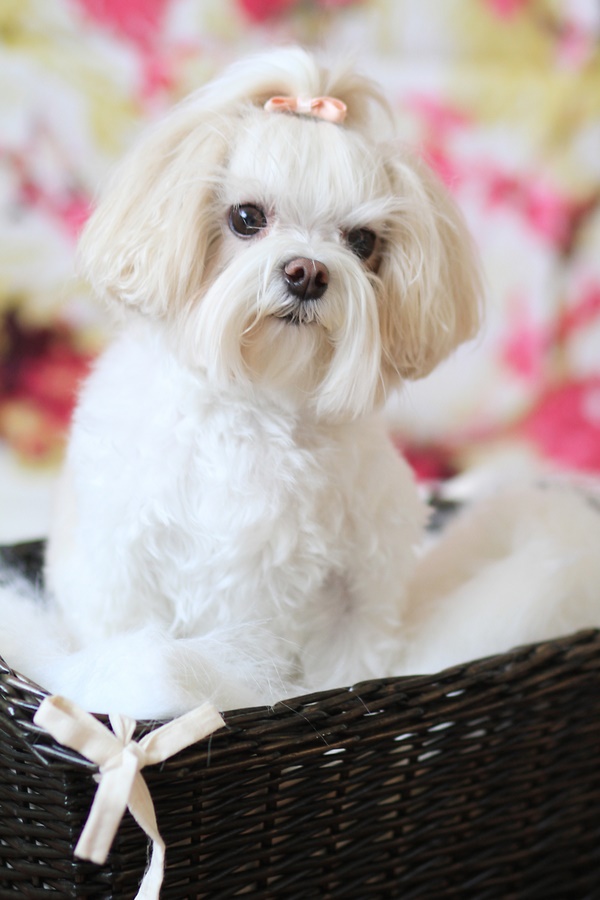 © Lacie Lauree Photography | Studio pet photography, small-white-dog pictures
