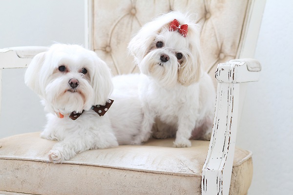 Happy Tails:  Iggie and Sophie