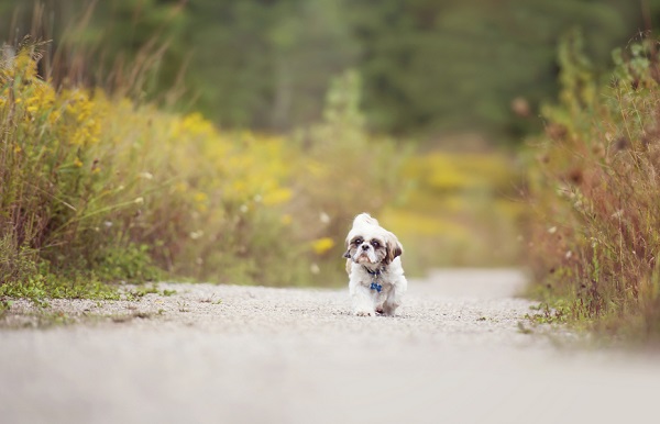 © Melissa Avey Photography |senior-dog-walking-down-road, dog-photography