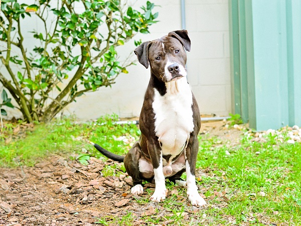 © Simply Pawfect Photography  | Nova adoptable-dog- -Lake County Sheriff's Office Animal Services. Tavares FL