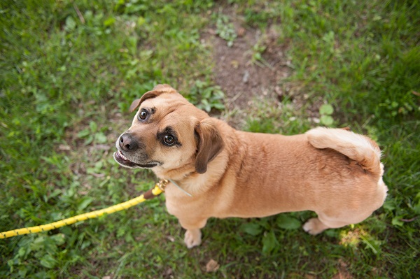 © The Daily Dog Tag | successful weight loss in dog, Puggle, lifestyle-dog-photography