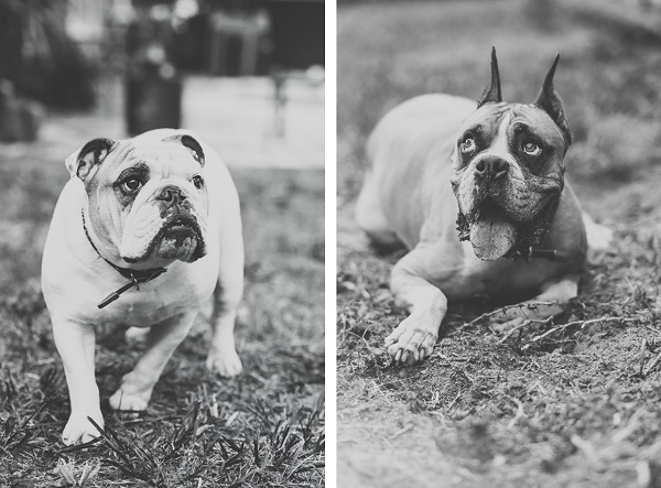 © Hot Dog! Pet Photography | English-Bulldog-Boxer-dog-dynamic-duo, on-location-Orlando-dog-photography