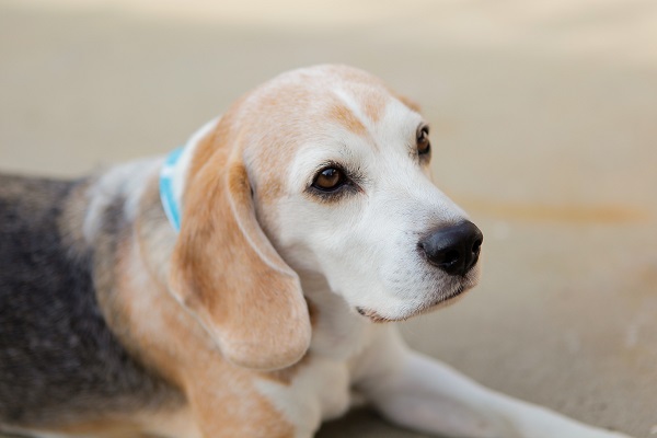 © Andrea Takeoka Photography |lifestyle-dog-photography, senior-Beagle
