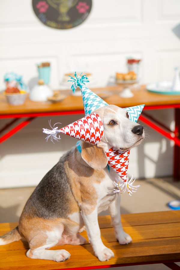 © Andrea Takeoka Photography | beagle wearing lots of hats, star-beagle