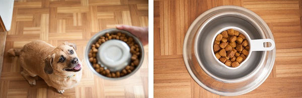 © Daily Dog Tag |dogfood in bowl, measure dog food Consistency is Key for #perfectweight