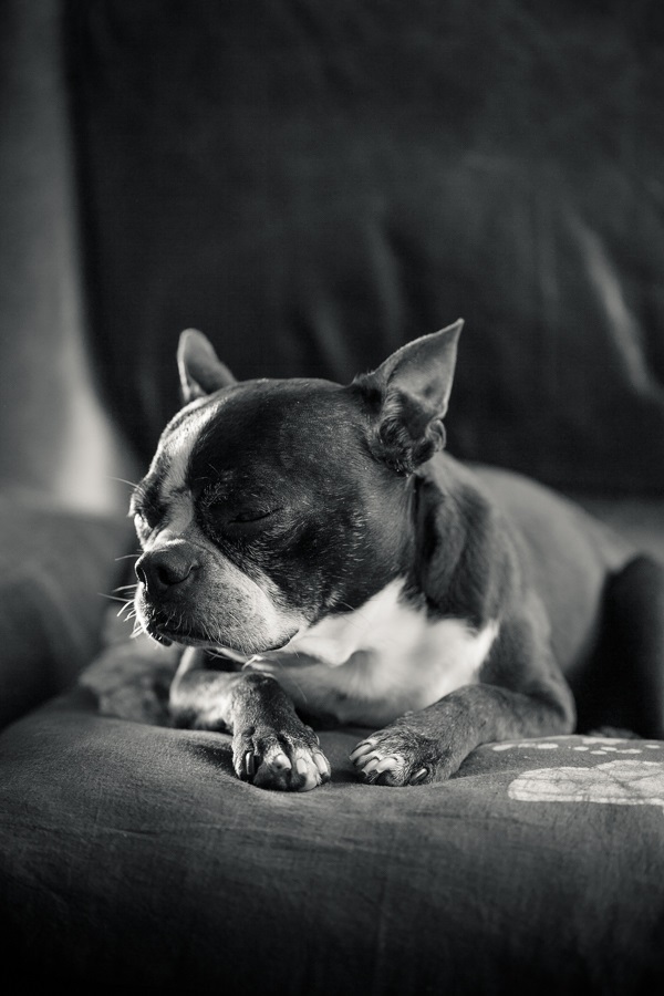 © Hannele Lahti, dog photographerBoston Terrier, love, rescue, VA-dog-photographer