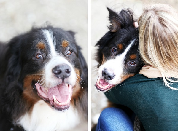 © Lindsay Collette Photography |Bernese Mountain Dog, pet photography