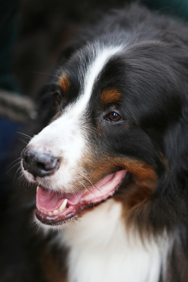 © Lindsay Collette Photography | Handsome Bernese Mountain Dog