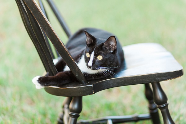 © MIchelle Mock Photography | tuxedo-cat-on-chair-outside