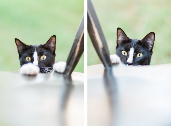 © MIchelle Mock Photography | black-white-cat outside