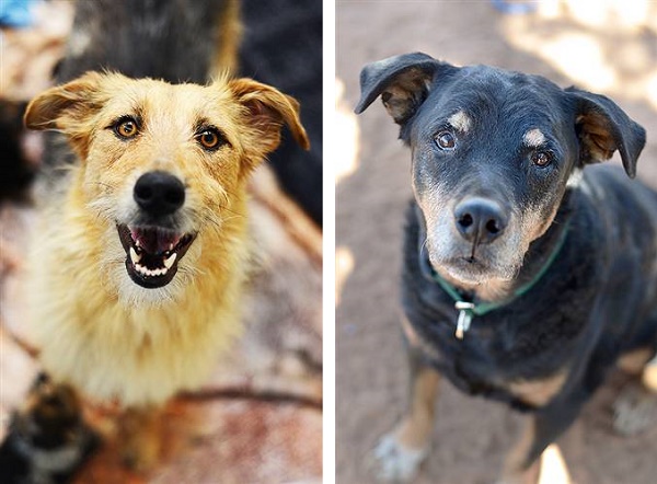Adoptable dogs from Best Friends