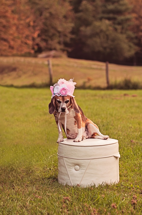 © Sweet Rocket Photography |rescued beagle from research lab, lifestyle-pet-portraits