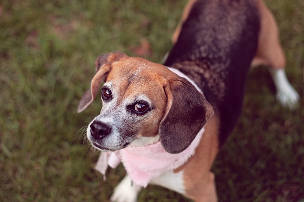 © Sweet Rocket Photography | rescued beagle from research lab