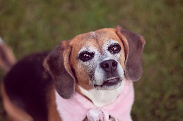 © Sweet Rocket Photography | rescued Lab dog , Beagle portraits