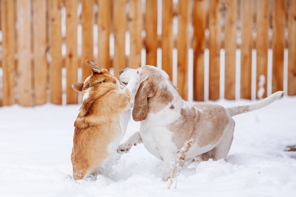 © Urban Safari Photography |Corgi-Basset-Hound-playing-in-snow, action shots of dogs, dynamic-dog-duo
