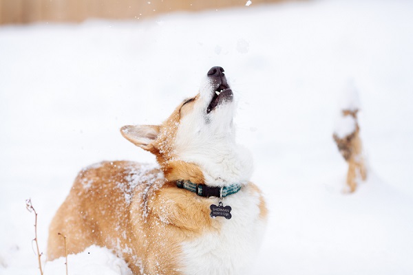 © Urban Safari Photography | Corgi looking up, Snow-dog, lifestyle-dog-photography