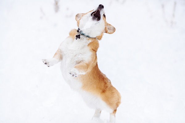© Urban Safari Photography | Corgi jumping in snow, Snow-dog, lifestyle-dog-photography