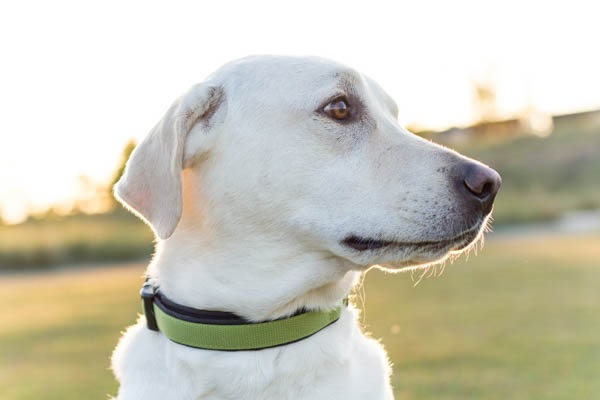 © AL Weddings Photography | handsome-dog, handsome-Labrador-Retriever