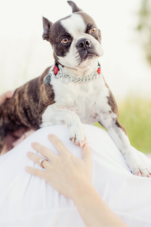 © Figlewicz Photography  | Boston Terrier, baby bump, maternity portraits with dog, posing idea for maternity session