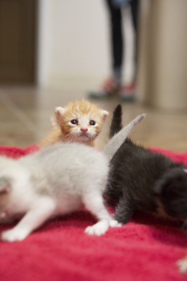 ©Lindsi Jones Photography| kittens up for adoption, Miss Kitty Sanctuary