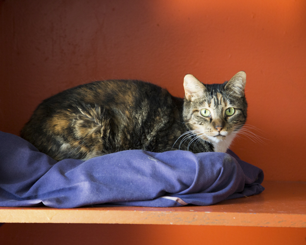 ©Lindsi Jones Photography | adoptable cat, Miss Kitty Sanctuary, adoption cat photos