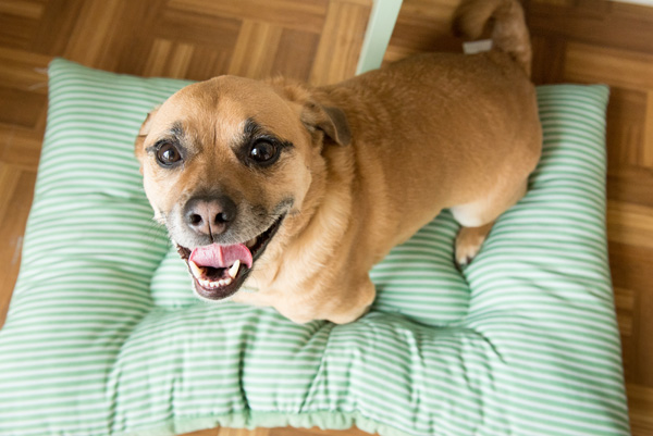 © Alice G Patterson Photography | Puggle, Syracuse-pet-photography