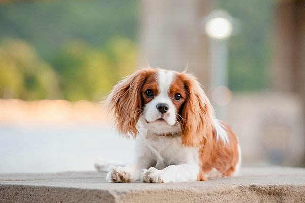 © Jenny Karlsson Photography |King Charles Spaniel puppy, on location Pittsburgh Pet Photography